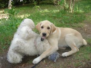 Hund und Kuscheltier