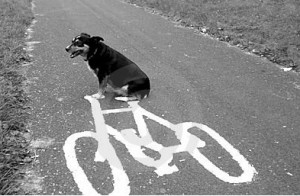 Hund und Fahrrad