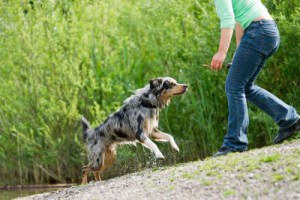 Frau trainiert mit Hund