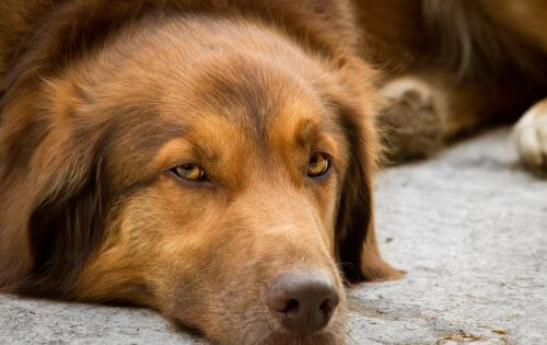 Wenn alte Hunde leiden – Die Sterbehilfe