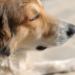 Hund mit geschlossenen Augen vor Angst