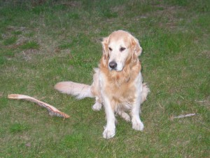 Hund nach Kommando "AUS"