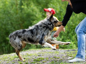 Hund beisst Frau