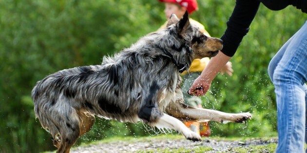 Der Hundehalter und seine Erwartungen an den Hund