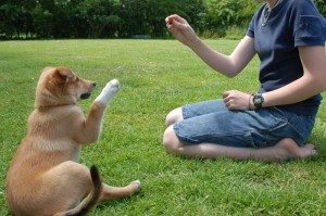 Frau trainiert mit Hund ein Hundekommando
