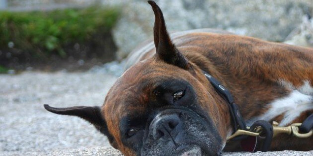 Hundeohren – Welche Rolle spielen die Ohren der Hunde in der Körpersprache?
