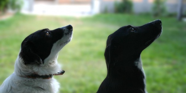 Futterkonkurrenz zwischen Hunden