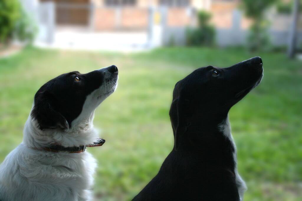 "Sitz" und "Platz" - Beliebte Kommandos in der Hundeerziehung Foto: Zwei Hunde schwarz und weiß sitzen. Hunde gucken nach oben
