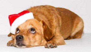 Hunde Weihnachten Weihnachtsmannmütze