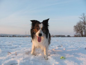 Hund im Winter und Schnee