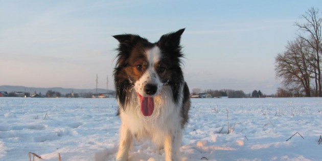Hunde im Winter – Gefahren vermeiden