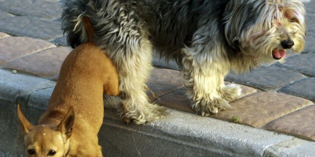 Wie man eine Feier platzen lässt – Ratschläge von Hund zu Hund