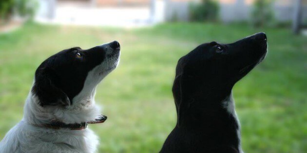 Die Ernährungslüge der Hundefutterindustrie