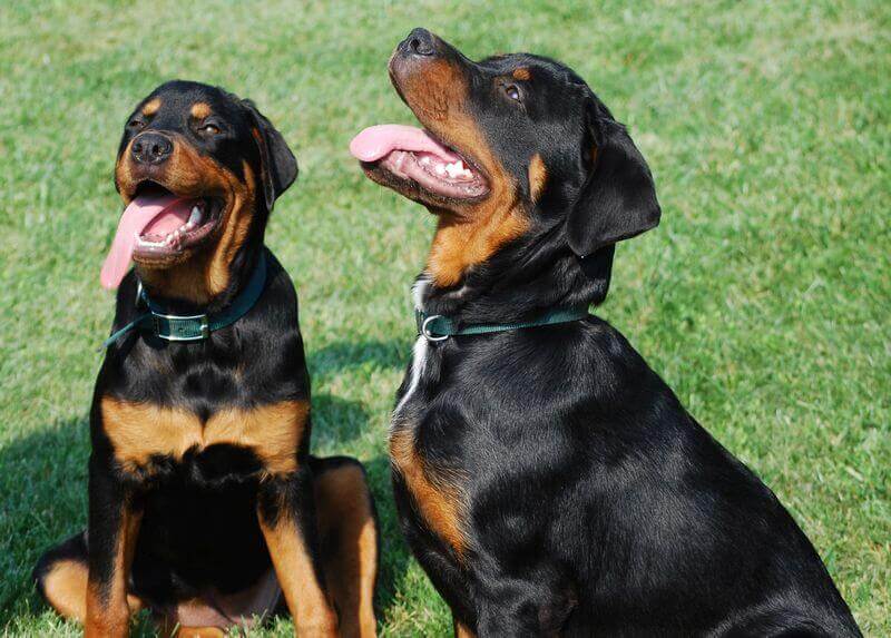 Hunde bestrafen richtig Menschen bestrafen falsch Hundeerziehung Tipps
