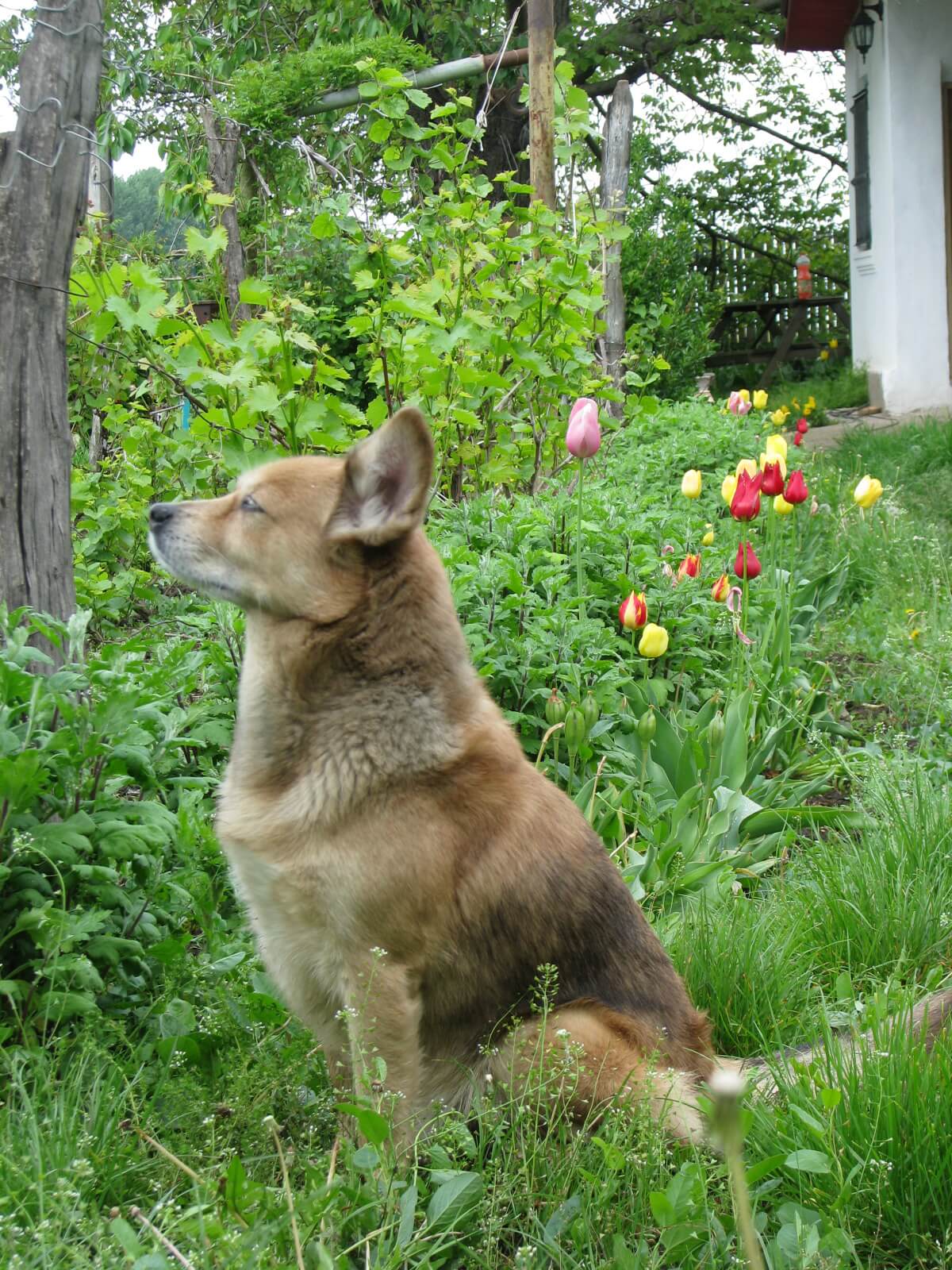 Wesenstest für Hunde