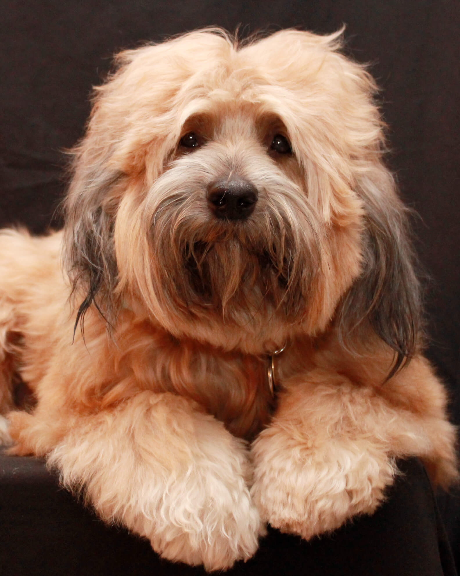 Hundeblicke verstehen – Schämt sich mein Hund?