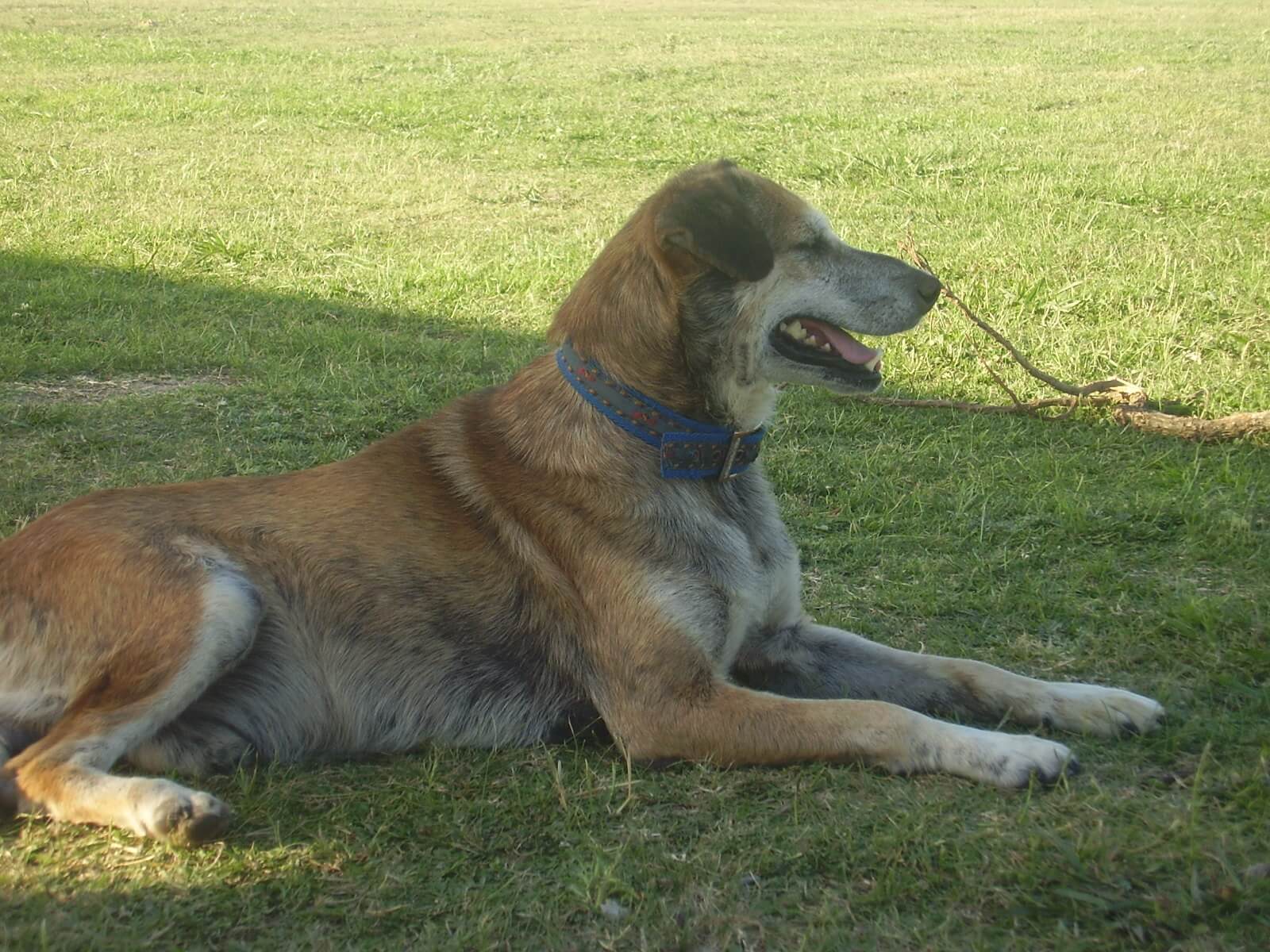 Können Hunde lächeln?