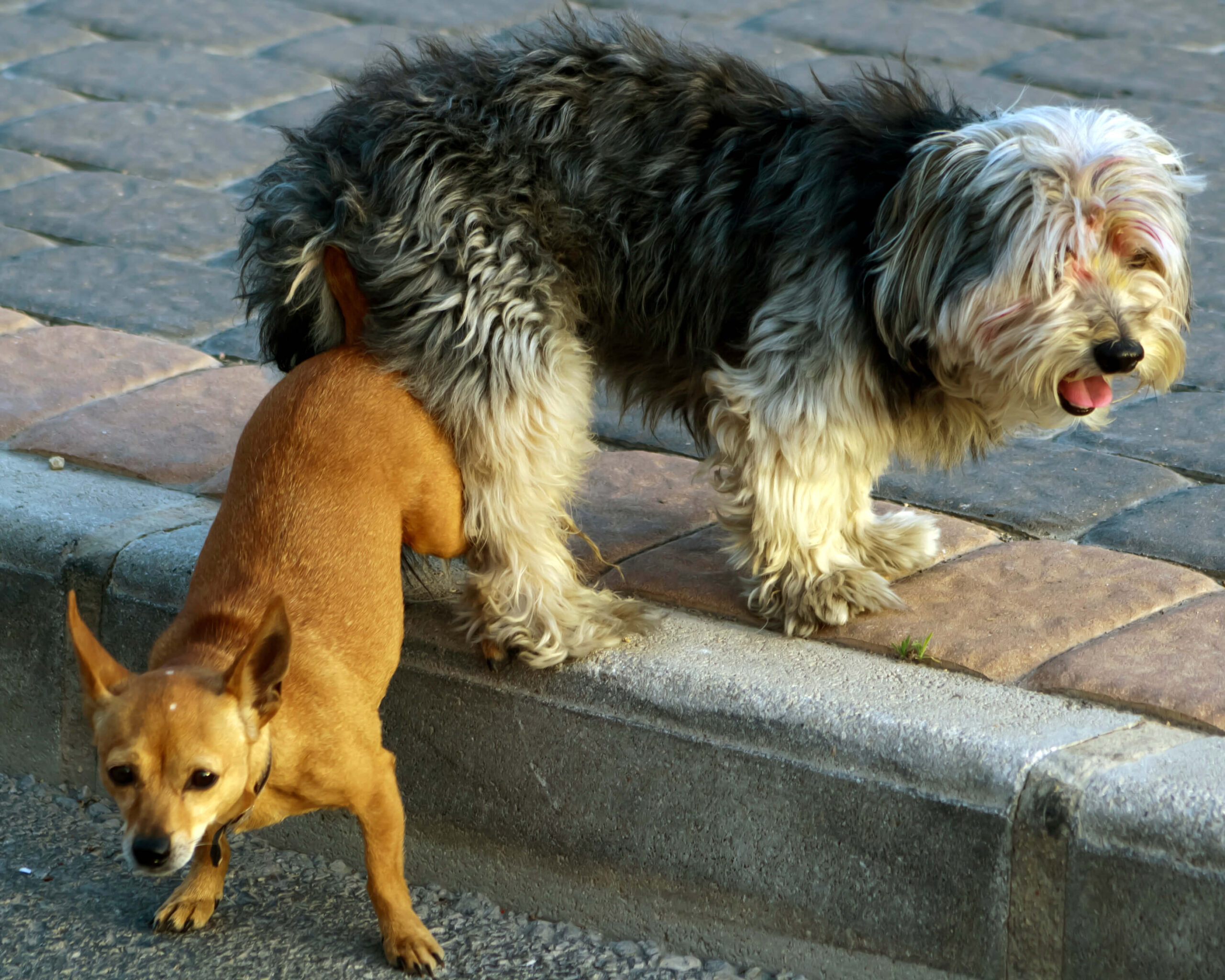 Die Begegnung Hund-Hund