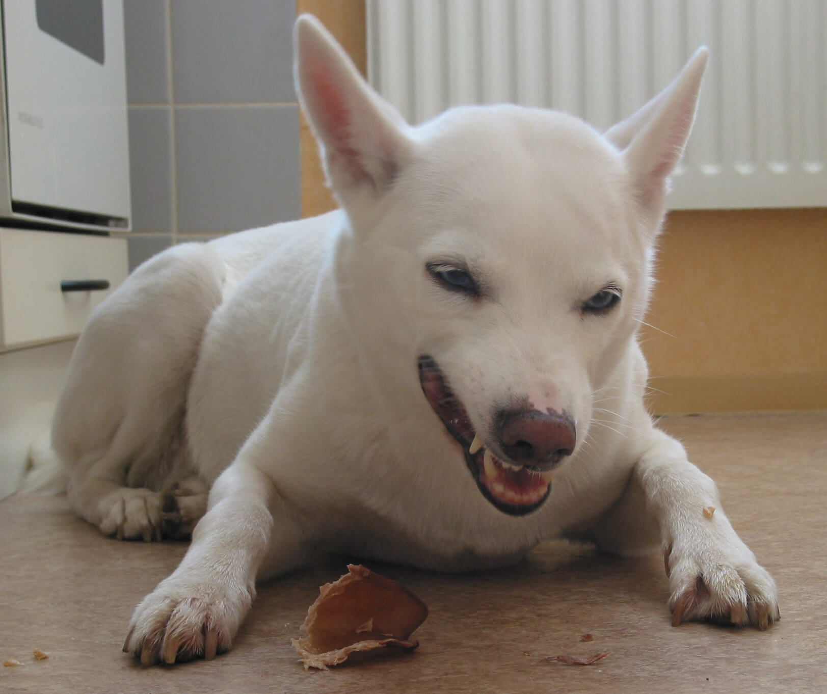 Unnormales Fressverhalten bei Hunden