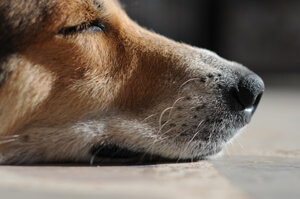 Der schnarchende Hund