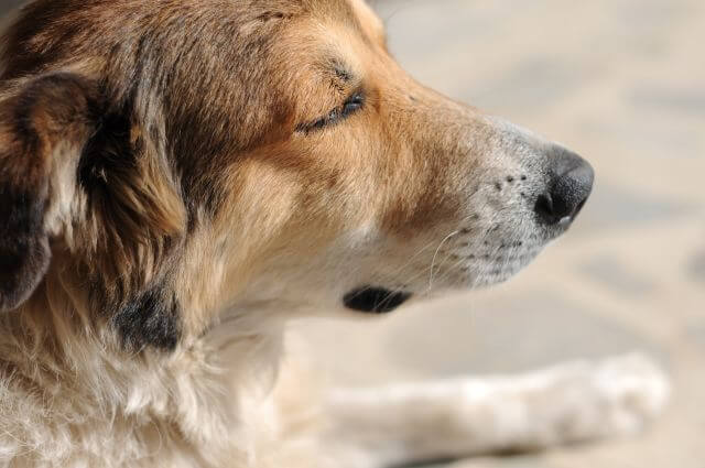 Die Nase des Hundes – Wissenswertes zur Hundenase