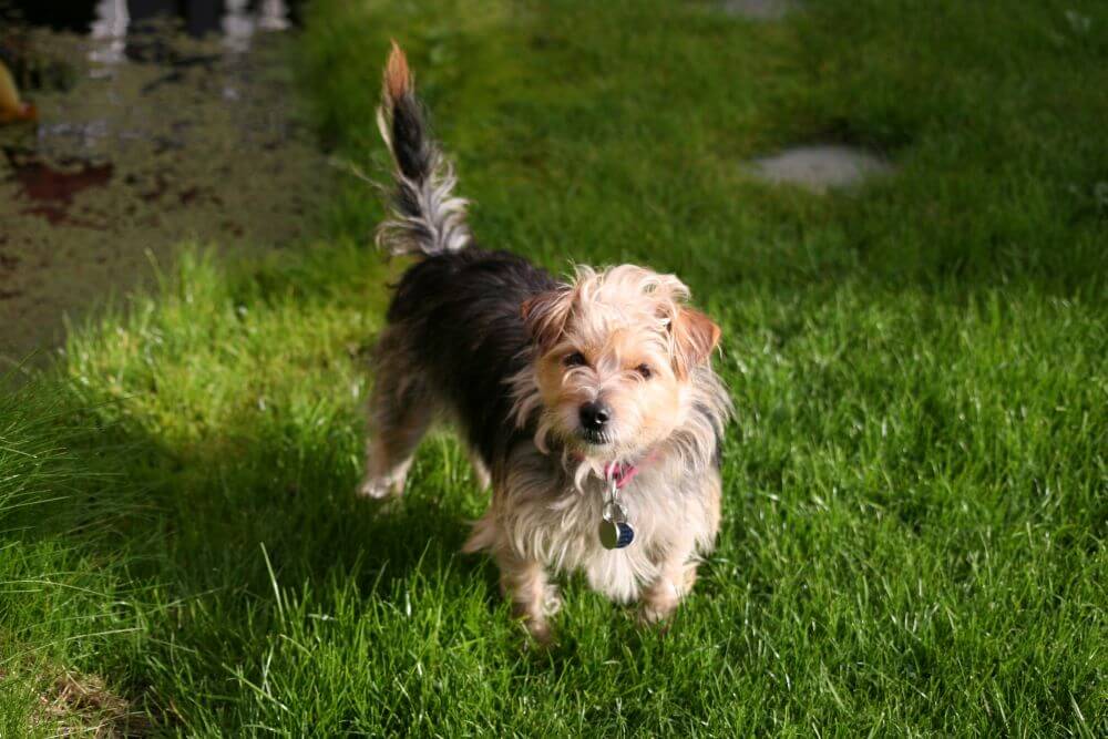 Der Welpe – Teil 3