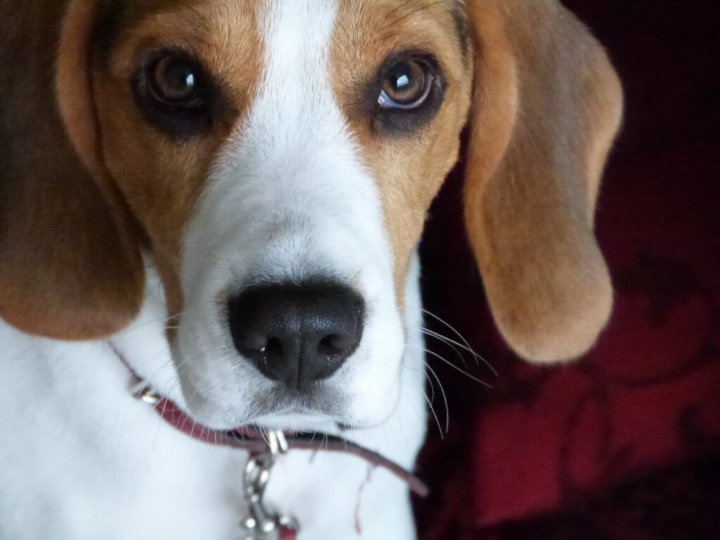 Mein Hund kann lesen – Mit diesem Trick verblüffen Sie alle!