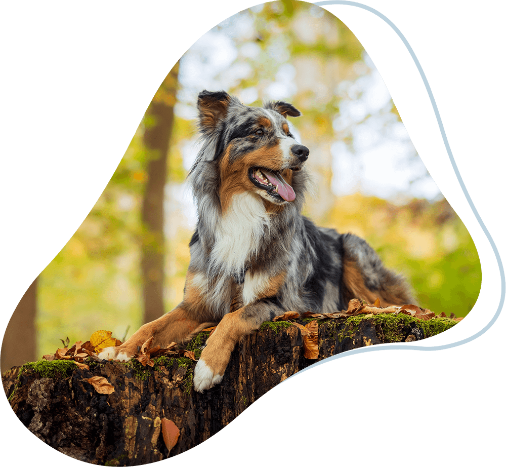 Hund liegt auf Baumstumpf