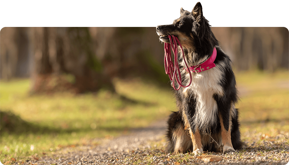 Teaser Tages- und Wochenendtraining