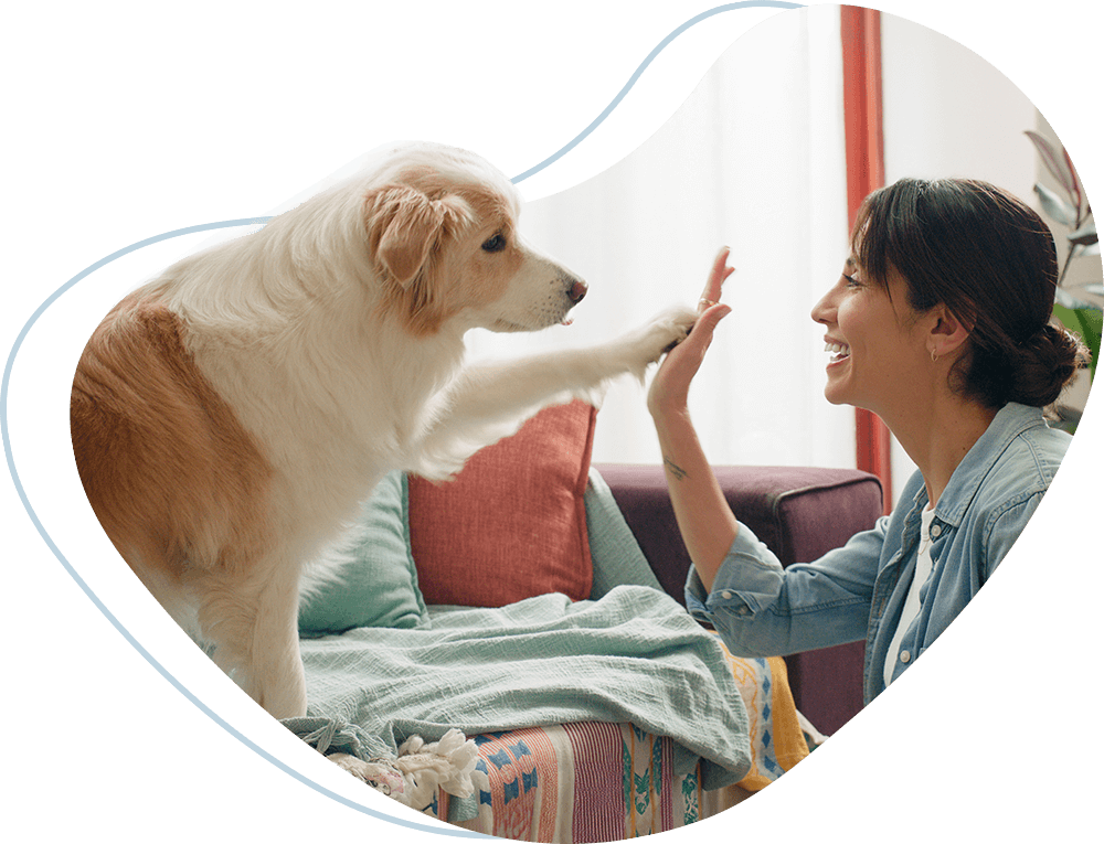 Einzeltraining Hunde Symbolbild